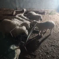 بر ه|حیوانات مزرعه|بیرجند, |دیوار