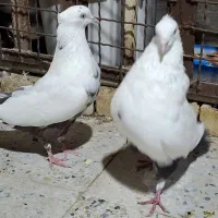 دمبی|پرنده|اهواز, شهرک حفاری|دیوار