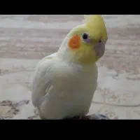 ۲جفت عروس هلندی باجوجه وتخم  بفرووش میرسد