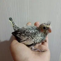 جوجه عروس هلندی سرلاکی|پرنده|تهران, تولید دارو|دیوار