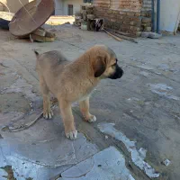 سگ سرابی نژاد قدیم