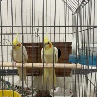 جفت عروس هلندی|پرنده|یزد, |دیوار