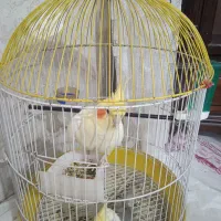 دو عدد عروس هلندی