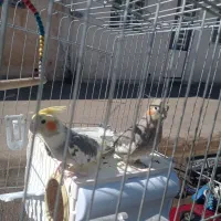 عروس هلندی|پرنده|شیراز, رکنآباد|دیوار