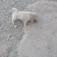 سگ پا گوتاه افغانی