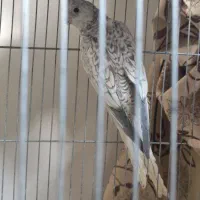 عروس هلندی|پرنده|سنندج, |دیوار