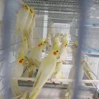 واقعی عروس هلندی کوتوله فنچ مرغ-عشق مینا|پرنده|اصفهان, دانشگاه اصفهان|دیوار