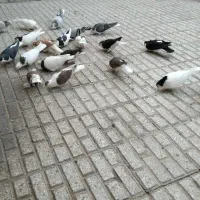 تمامی کبوتر های تصویر به فروش میرسد