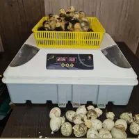 دستگاه جوجه کشی برای منزل، روستا و واحدهای پرورش