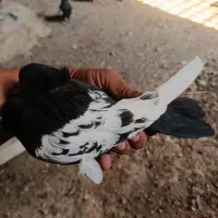 4عددکبوتردوری|پرنده|حمیدیه, |دیوار