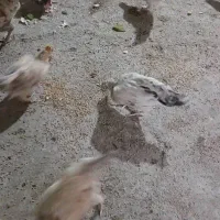 خروس ومرغ دورگ|حیوانات مزرعه|بندر ماهشهر, |دیوار