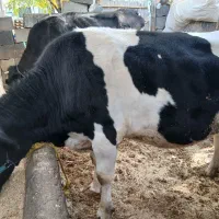 گاو و گوساله|حیوانات مزرعه|داران, |دیوار