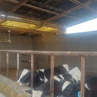 فروش گوساله