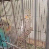 عروس هلندی|پرنده|محمدیه-قزوین, |دیوار