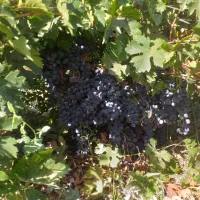 باغ فروشی|فروش دفتر صنعتی، کشاورزی، تجاری|خاو و میرآباد, |دیوار