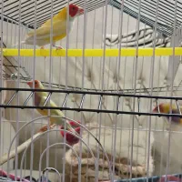 فنچ گلدین  مولد|پرنده|کهریزک, |دیوار