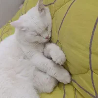 گمشده محدوده جمهوری