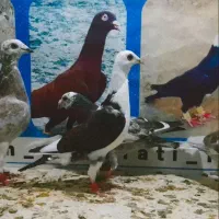 کفتر