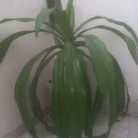 گل سوسن عنکبوتی