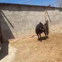 فروش مادیان