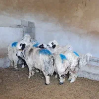 فروش گوسفند