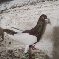 کفتر یهودی|پرنده|اقبالیه, |دیوار