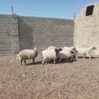 میش زایده فروشی|حیوانات مزرعه|کاشمر, |دیوار