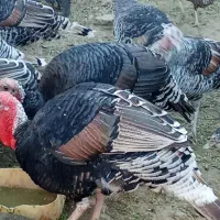 بوقلمون محلی|حیوانات مزرعه|خمک, |دیوار