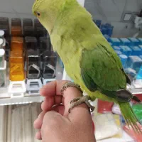 پرنده سرای امیر|پرنده|شیراز, کرونی(خاتونک)|دیوار