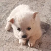 یک جفت توله سگ اشتپیز گوش روباهی۲ماه|سگ|اصفهان, قهجاورستان|دیوار