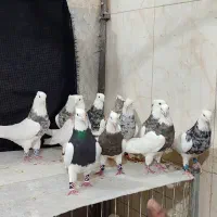 طوقی صد عدد ناب|پرنده|شاهینشهر, عطار|دیوار