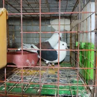 کفتر دوکتی عطیقه