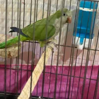 طوطی راهب. راهب  طوطی