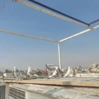 تعداد ی کبوتر|پرنده|ماهدشت, |دیوار