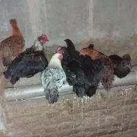مرغ و خروس محلی