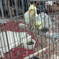 دو عدد عروس هلندی|پرنده|محمدشهر, شهرک چمران|دیوار