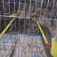 قناری جفت کرست