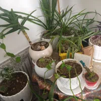 انواع گلدانهای طبیعی|گل و گیاه طبیعی|ورامین, ورامین|دیوار