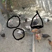 فروش ۴تااردک.۲تابوغلمو.یه خروس|حیوانات مزرعه|حمیل, |دیوار