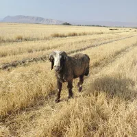 قوچ داشتی میش رون ومی‌ش داشتی