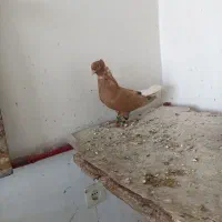 دمسفیدماده