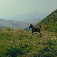 اسب