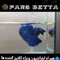 ماهی فایتر و لوازم تکثیر|ماهی|فردیس, شهرک راه آهن|دیوار