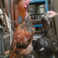 یک جفت مرغ خروس لاری