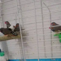 طوطی برزیلی.مرغ عشق.فنچ|پرنده|بوشهر, |دیوار