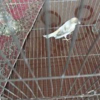 قناری ماده جفتی سهره|پرنده|ملایر, |دیوار