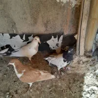 کبوتر دورگ، کله،وخوشرنگ|پرنده|مبارکه, |دیوار