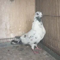کفتر یا کبوتر