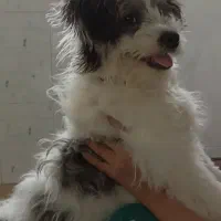 سگ شیتزو تریر