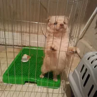 سگ پامر کراس